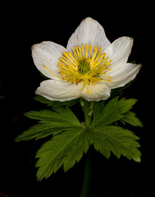 035Anemone 19-5533.jpg